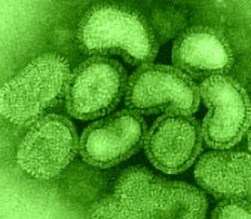 Enterovirus 71 (EV71)