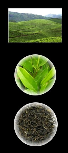 Green Tea Black Bacground